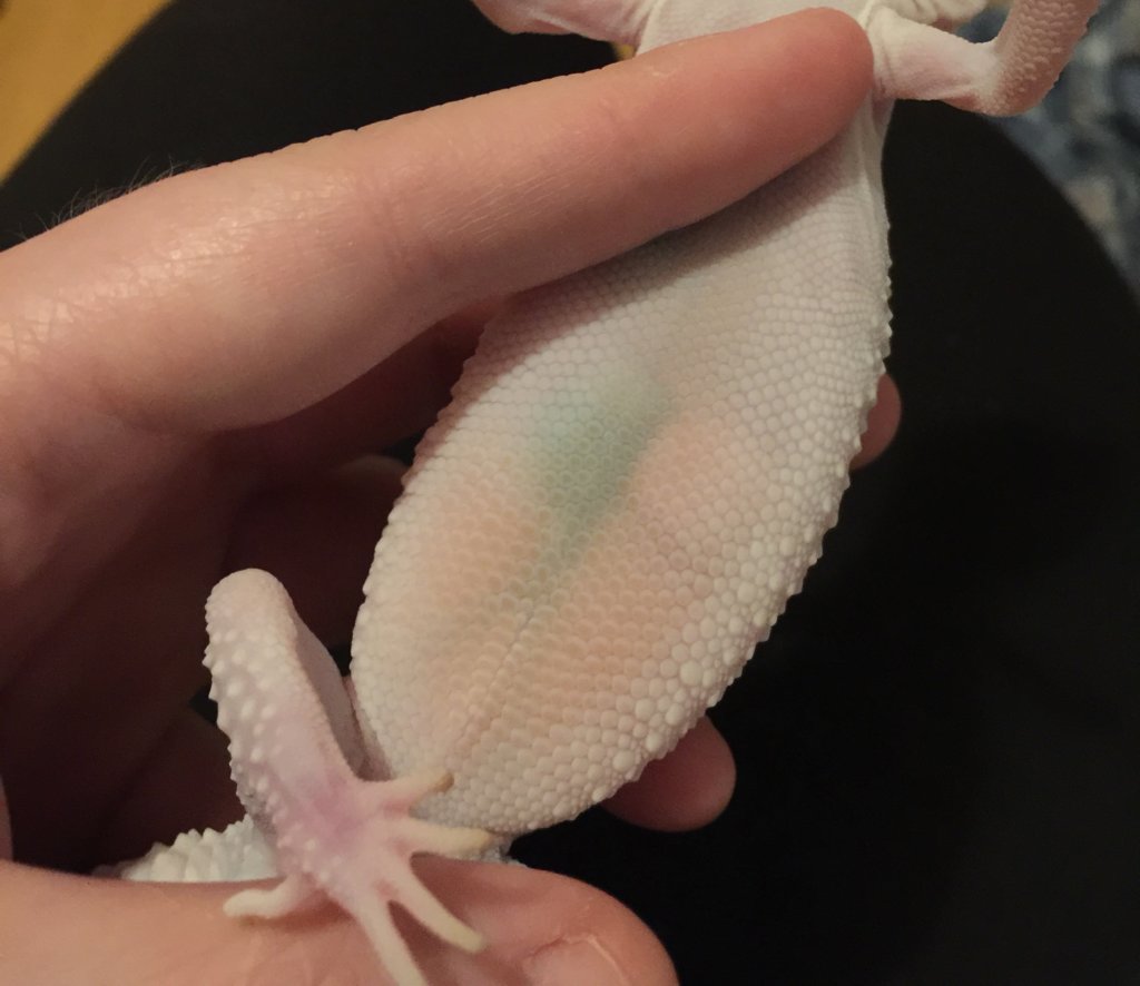 Is my Leopard gecko gravid? Our Reptile Forum