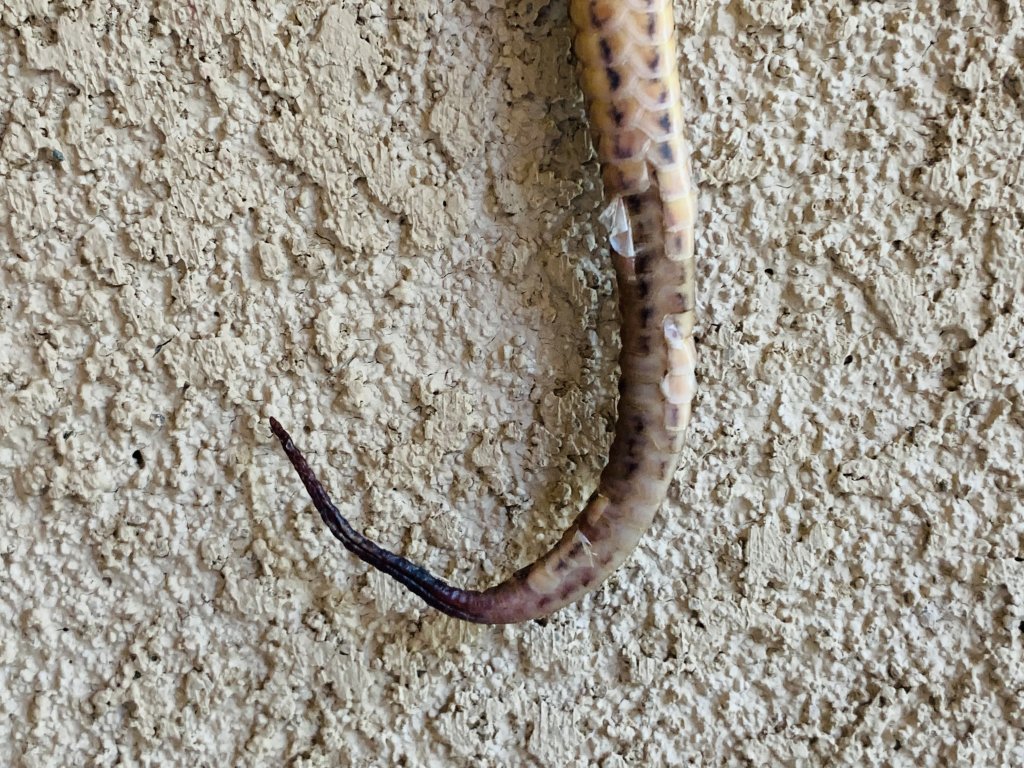 Corn Snake Tail rotting? Our Reptile Forum