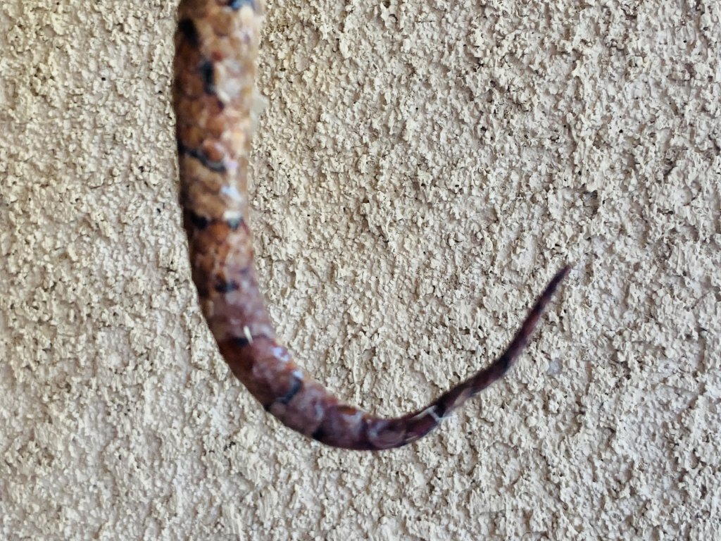 Corn Snake Tail rotting? Our Reptile Forum