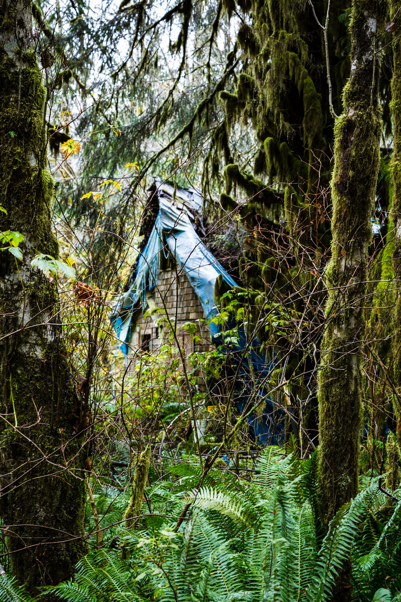 Olympic National Park, Washington A Protected House Our Ruins