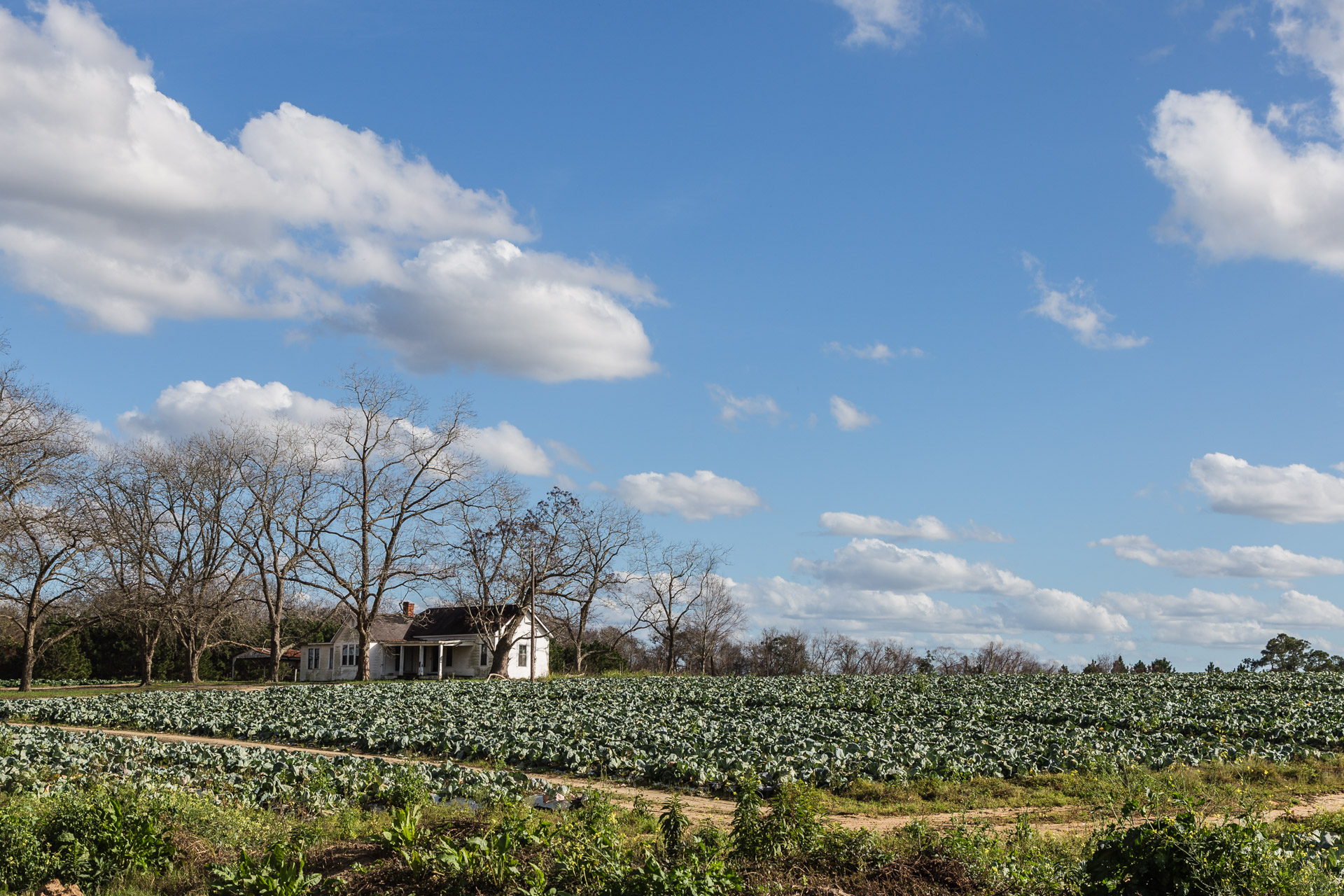 Tifton, Cabbage Patch House Our Ruins