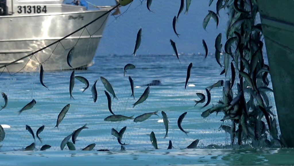 Herring Roe Fishery in the Strait of (2020) Our Salish Sea