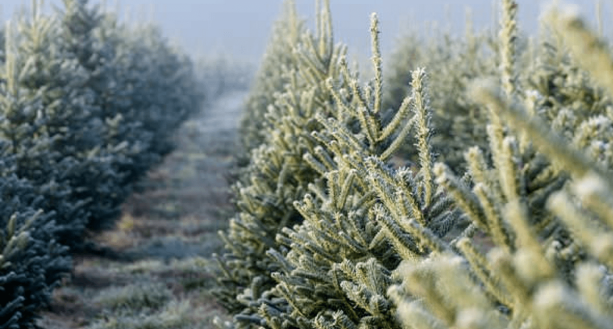 The Pros And Cons Of Live VS Fake Christmas Trees