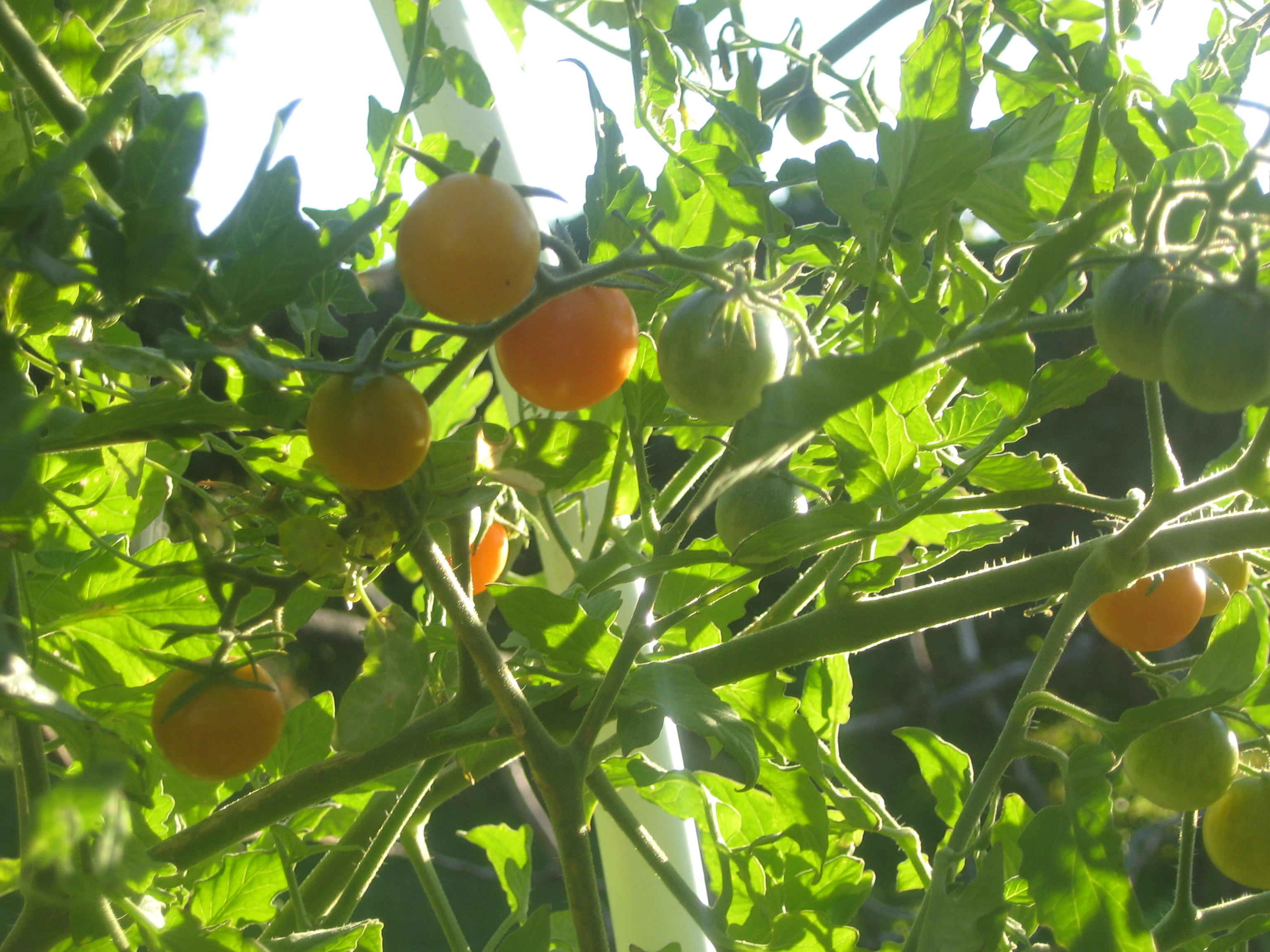 Growing Guide Sun Sugar Tomatoes Stoney Acres
