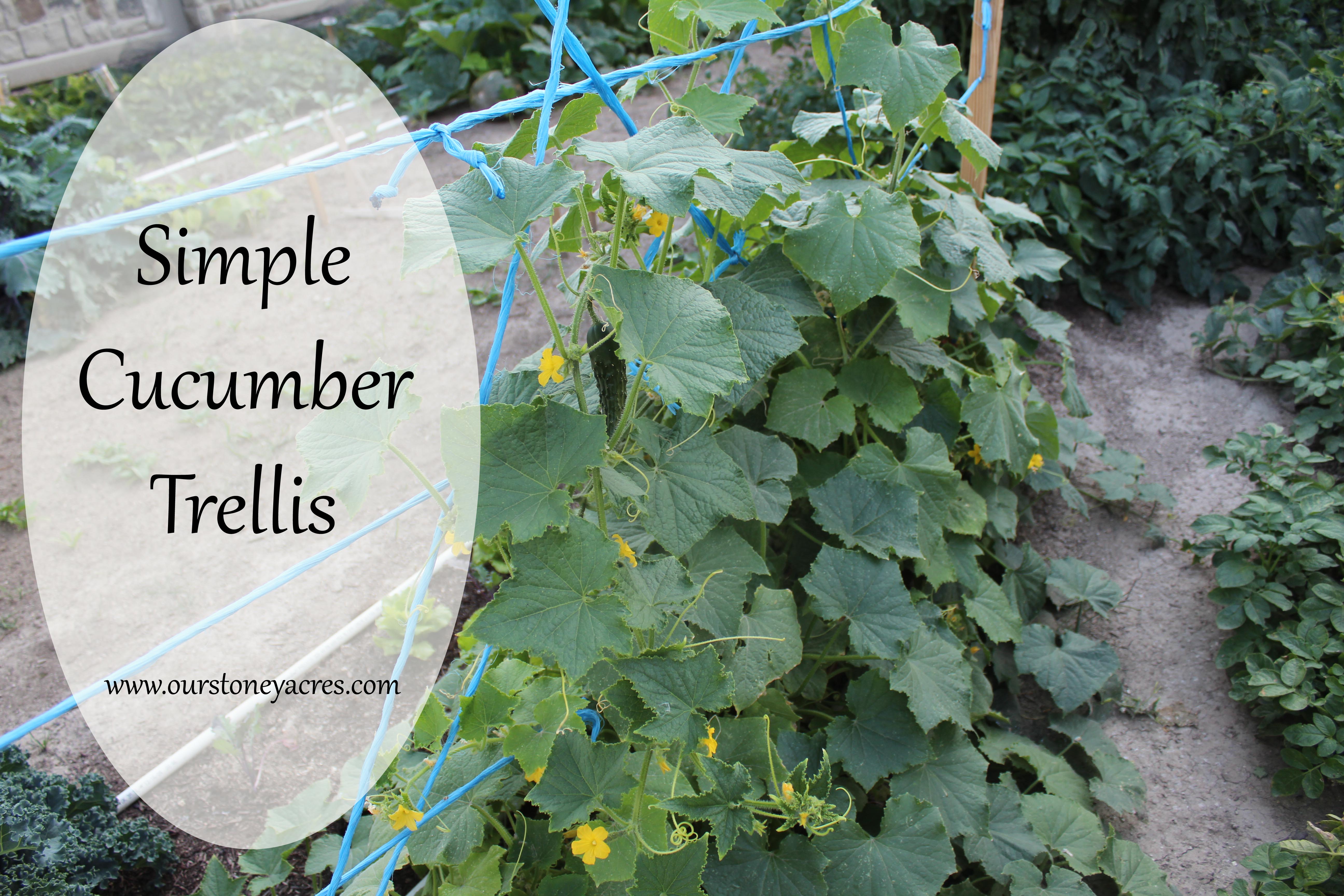 DIY Friday Simple Cucumber Trellis Stoney Acres
