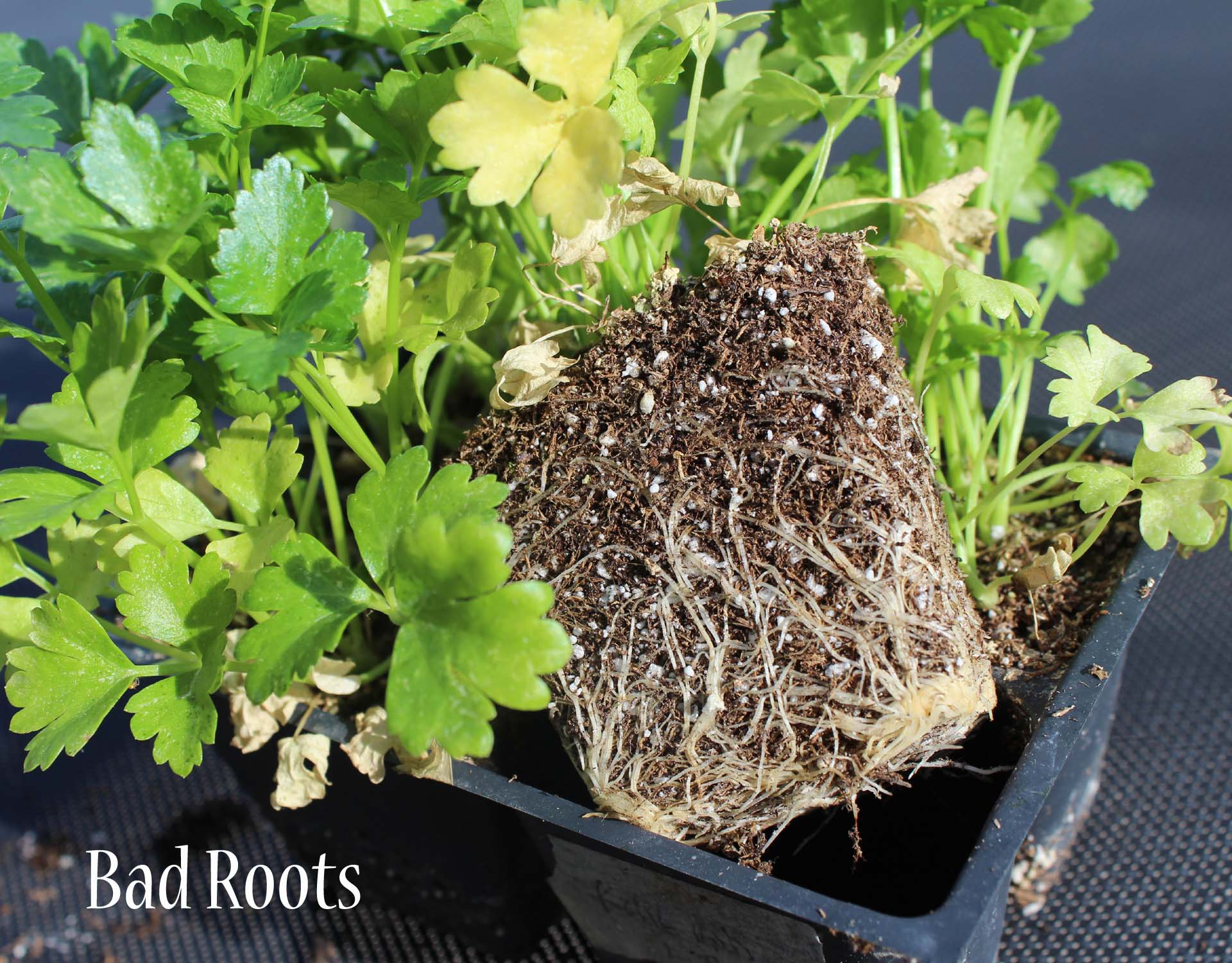 How to choose the best plant starts at the nursery Stoney Acres