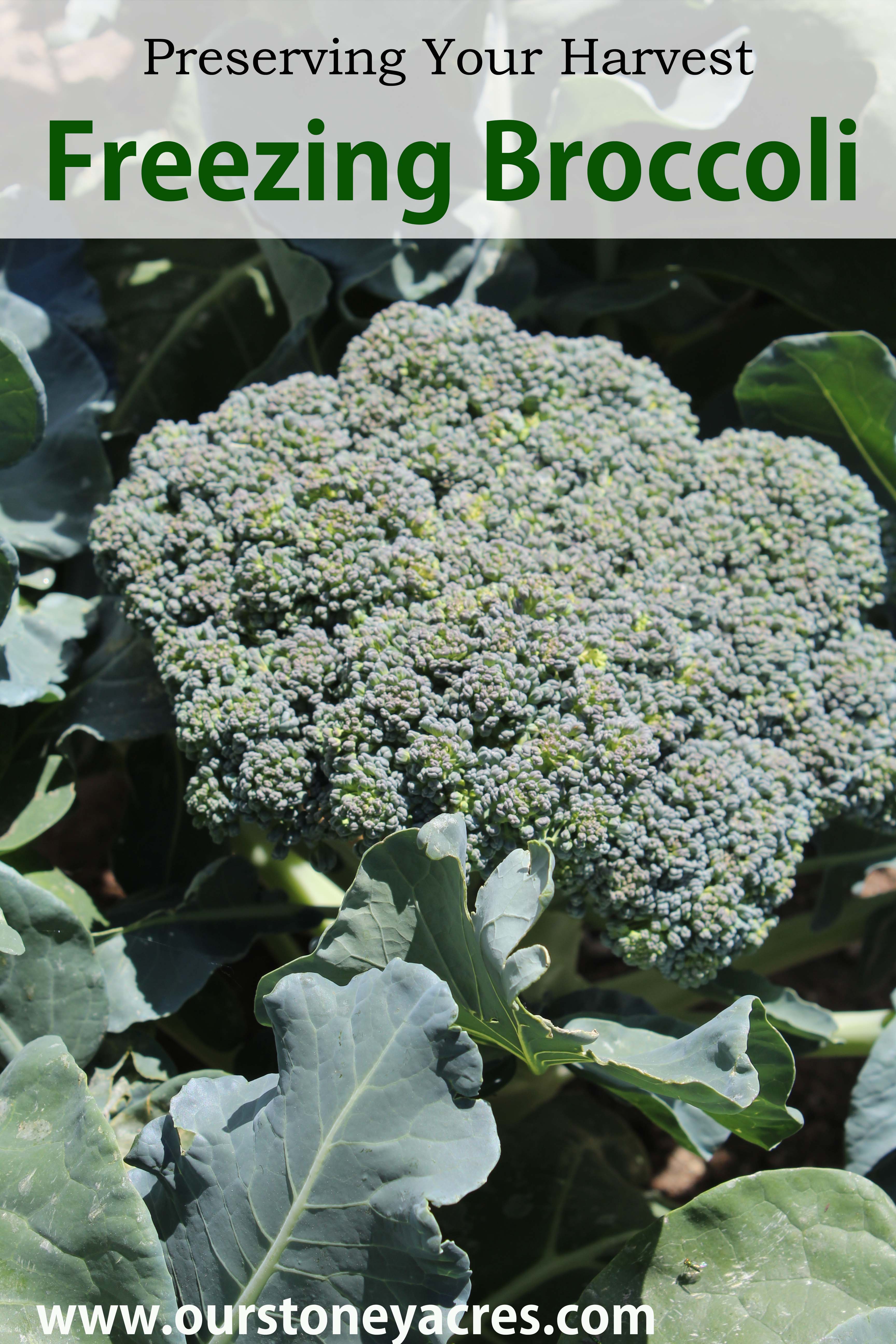 Freezing Broccoli Our Stoney Acres