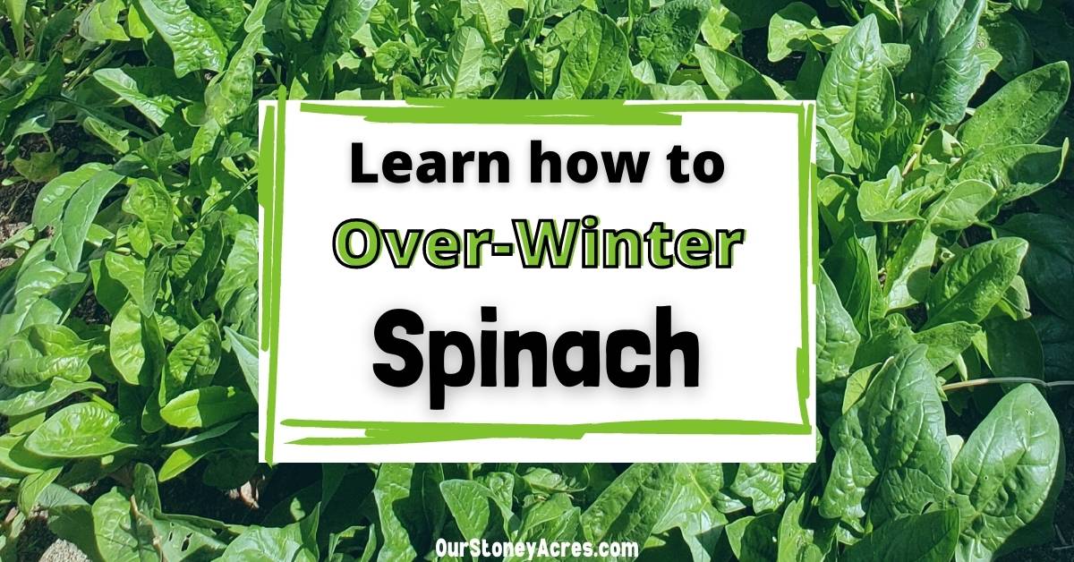Over Wintering Spinach 8 months of harvests Our Stoney Acres