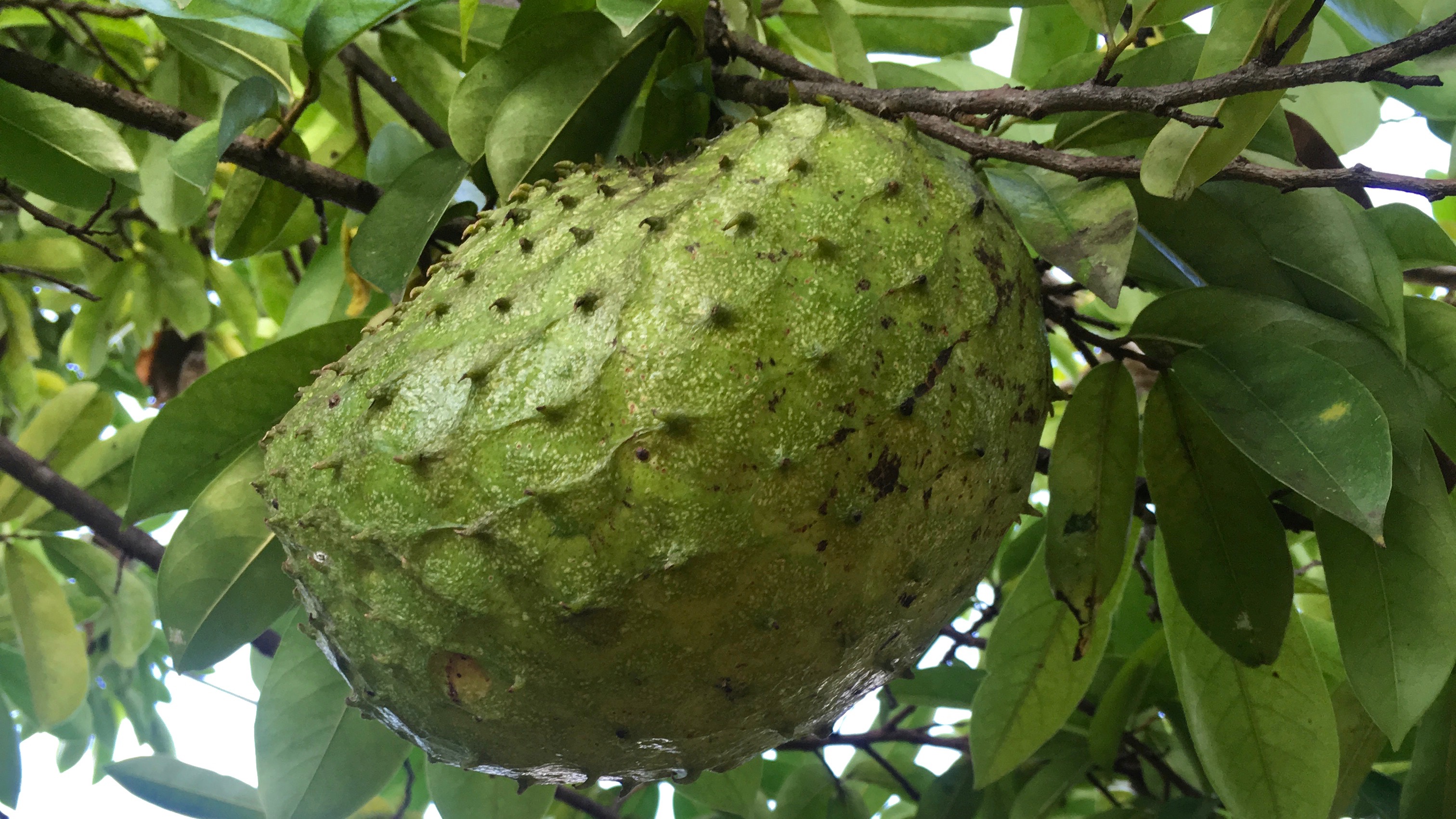 Soursop Annona muricata Plant Profiles Our Tropical Soil