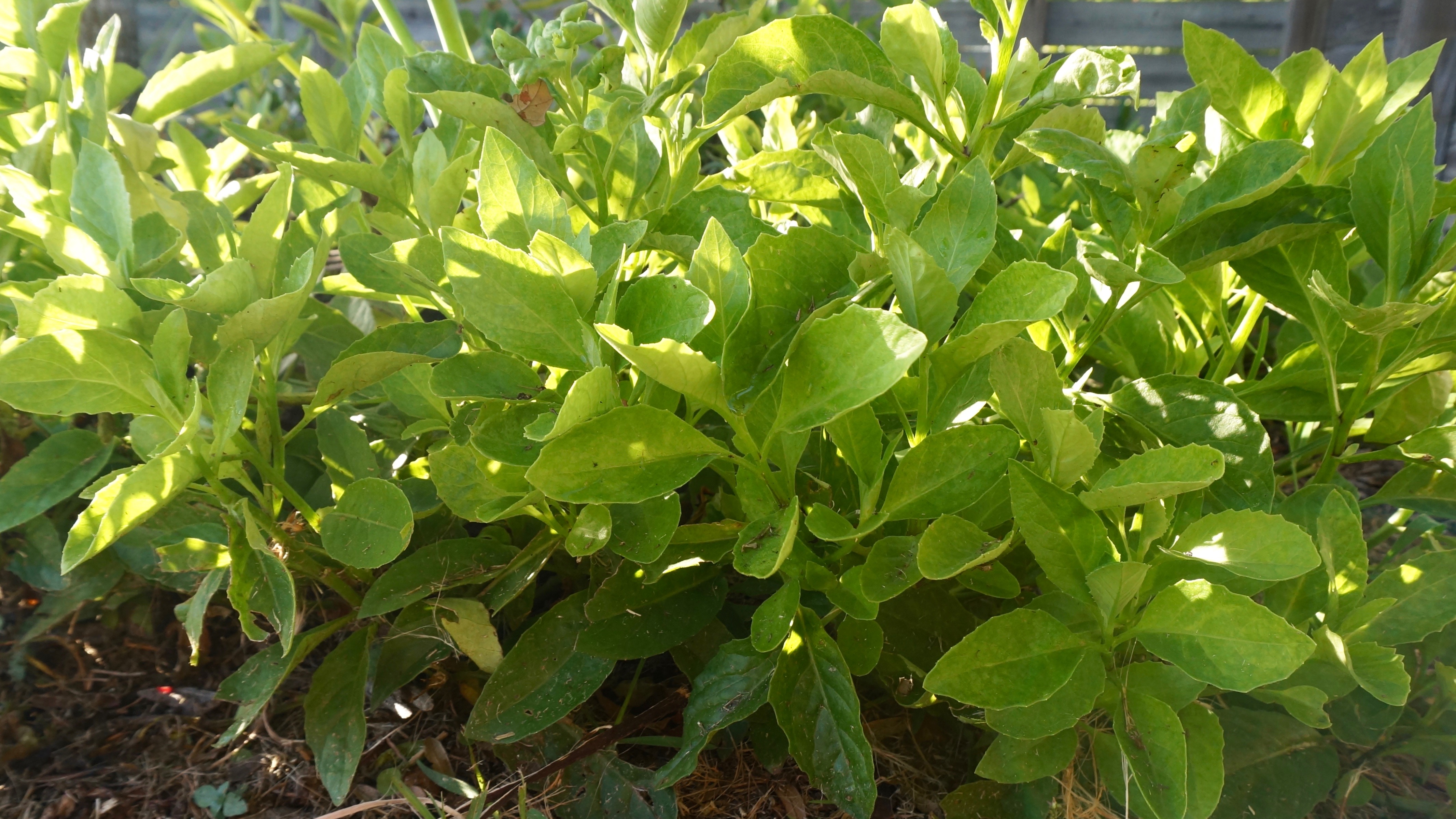 How To Grow Longevity Spinach at Lucy Baynes blog