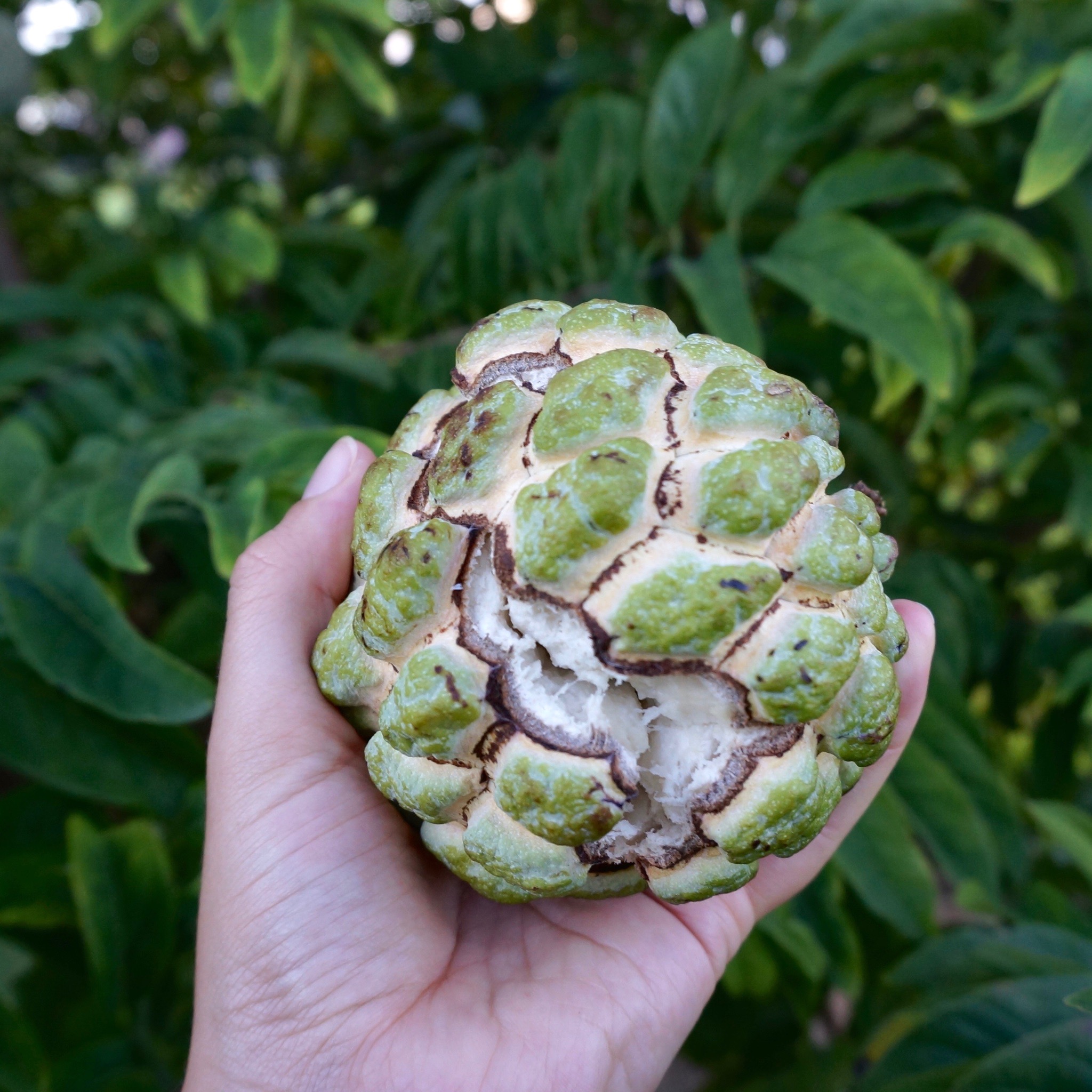 Sugar Apple Seeds Store Our Tropical Soil