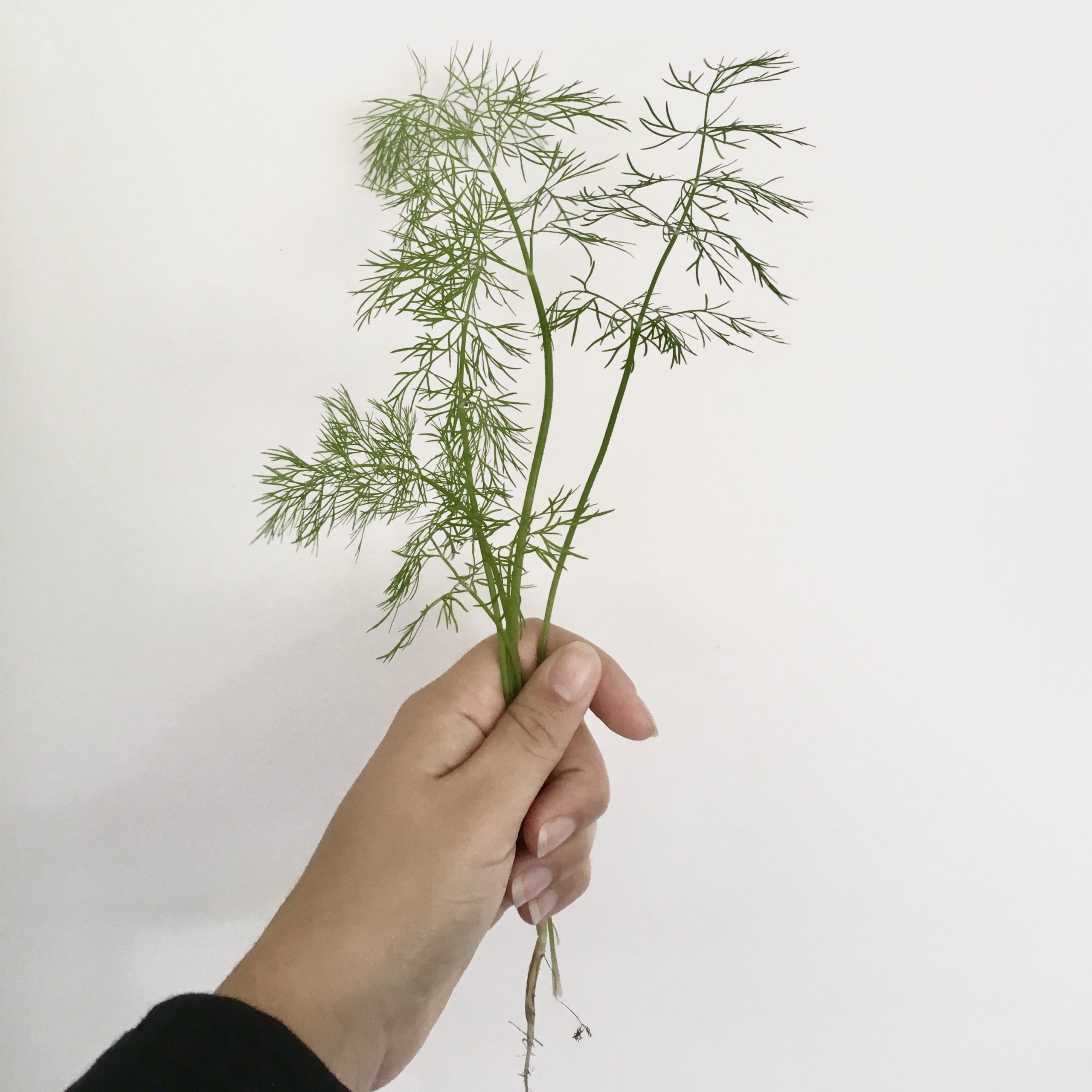 Dill Seeds Store Our Tropical Soil