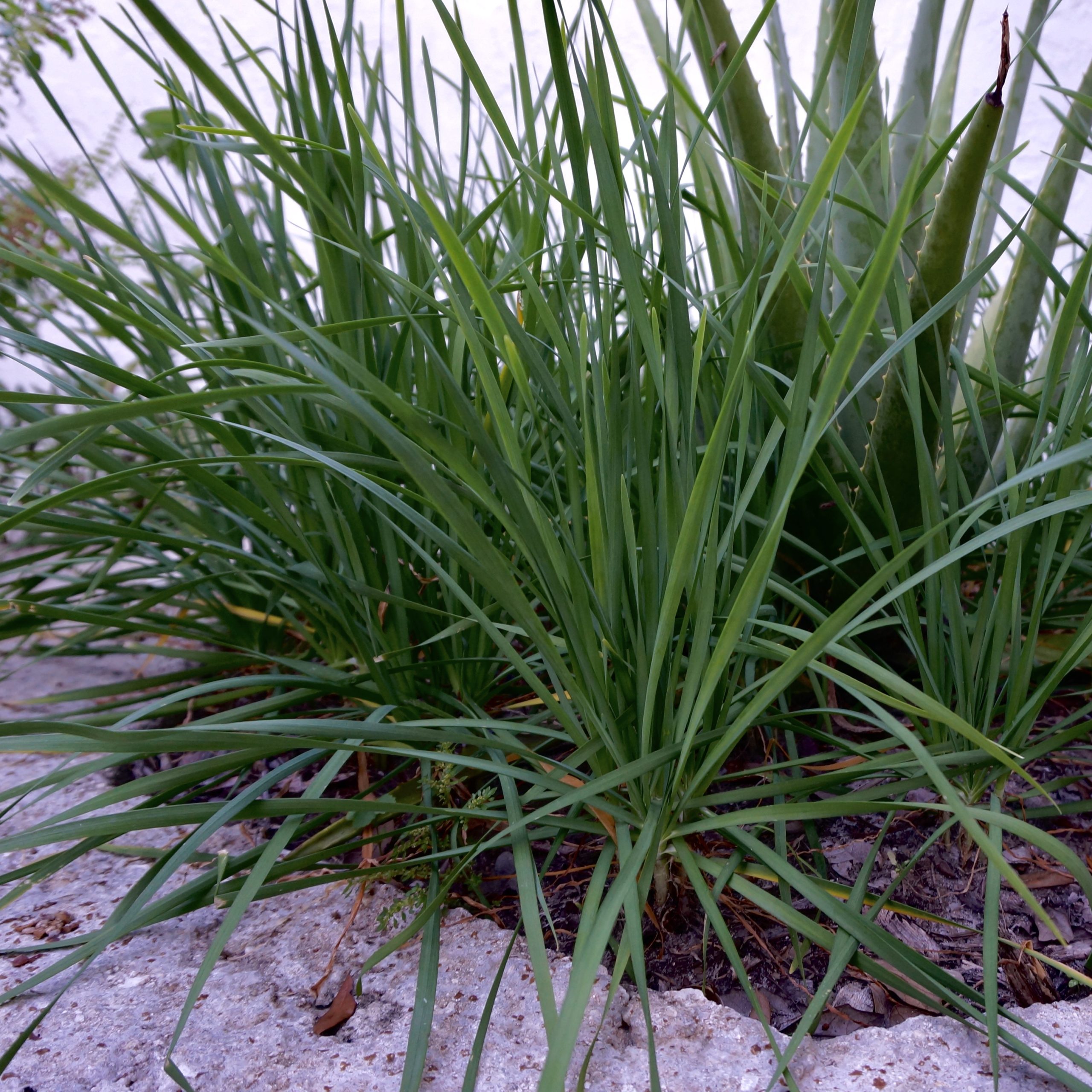 Garlic Chives Bulbs Store Our Tropical Soil