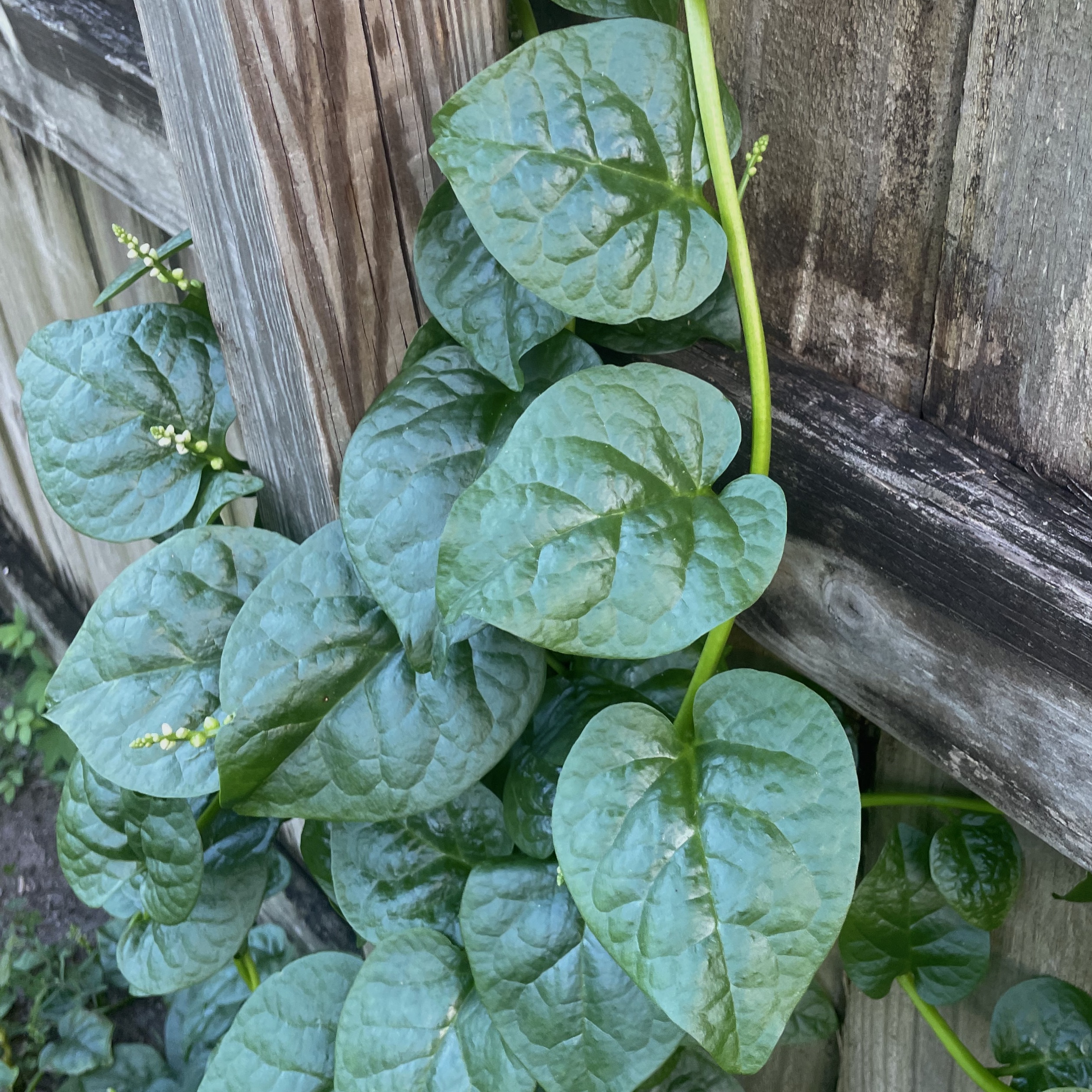 Green Malabar Spinach Seeds Store Our Tropical Soil