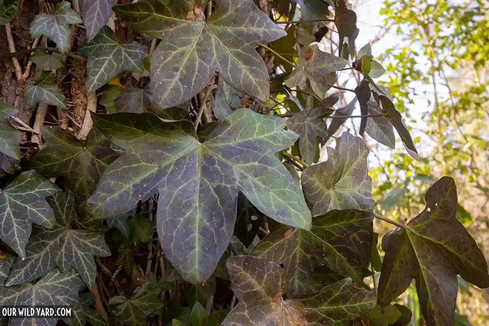 How to kill ivy without herbicides Our Wild Yard