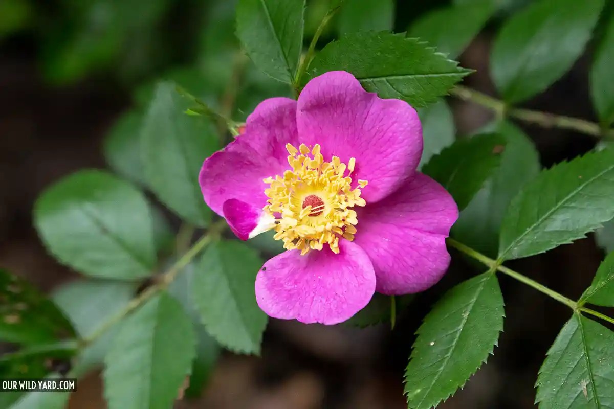 Pasture rose (Rosa Carolina), the star of your native rose garden Our