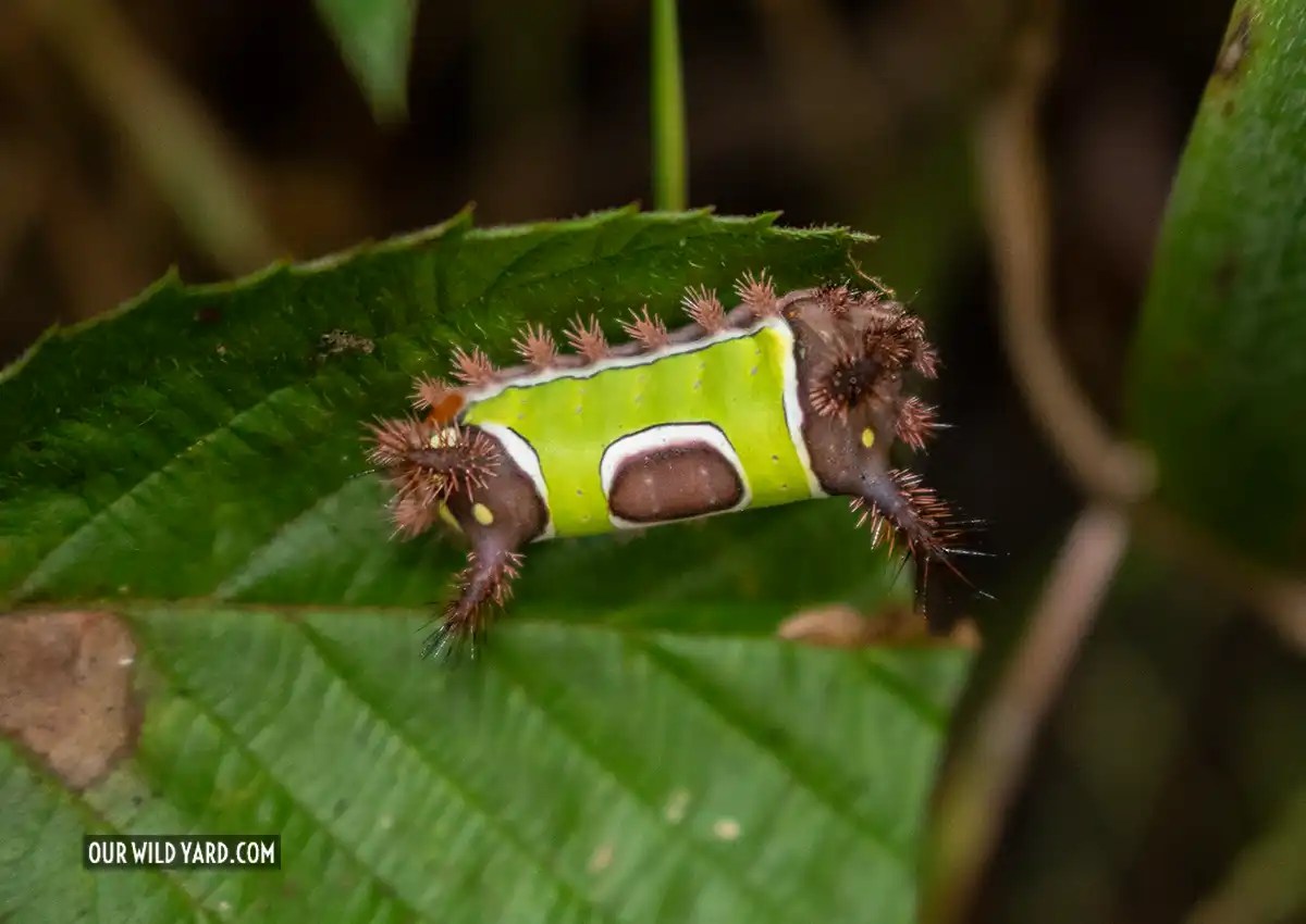 The stunning saddleback caterpillar (Acharia stimulea) Our Wild Yard