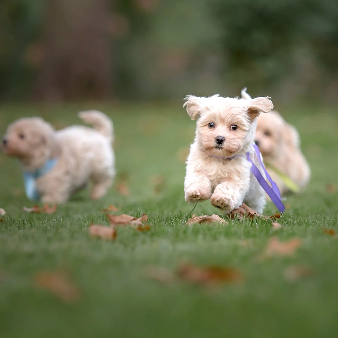 Dog Boarding in bangalore