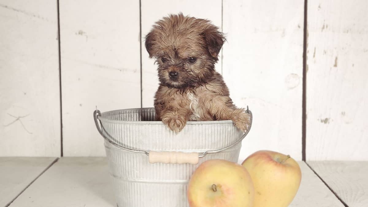 Toy Yorkie Life Span...How Long Do They Live? Our Yorkie