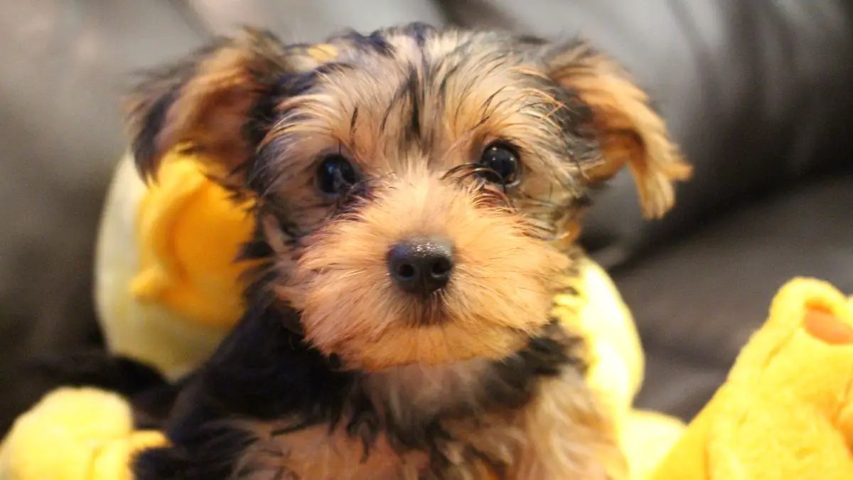Famous Yorkie Names 40+ Creative & Unique Suggestions That You Won't
