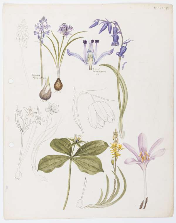 Queer Objects William Keble Martin Lily Illustration Out and About