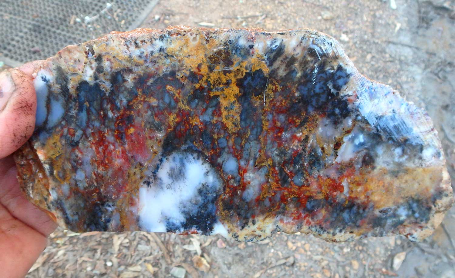 Western Australian Dendritic Opal