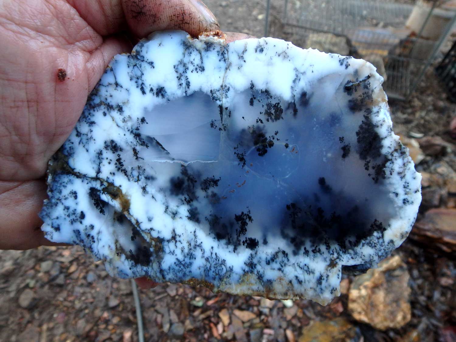 Western Australian Dendritic Opal