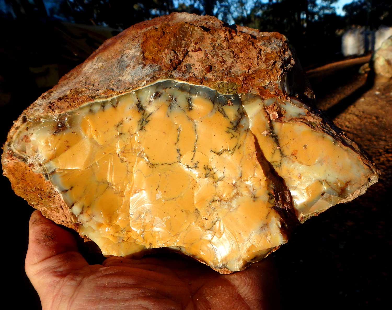 Western Australian Dendritic Opal