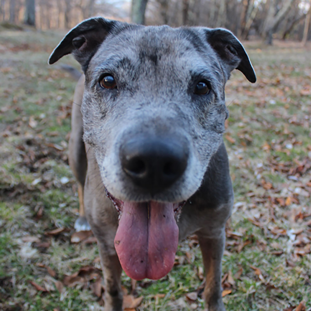 Rimshot Outback Mobile Vet