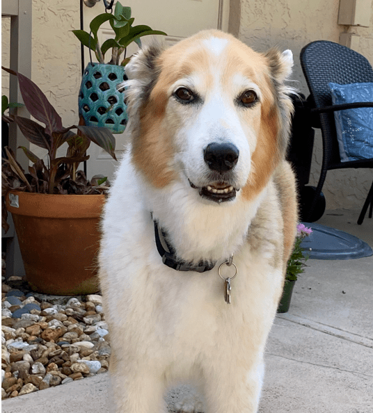 Hemingway Outback Mobile Vet