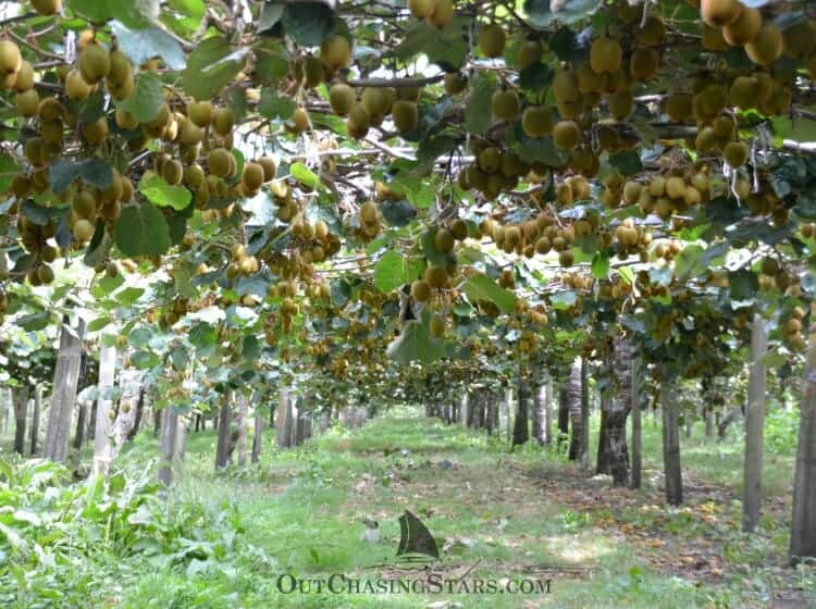 Kiwifruit Country Kiwi Orchard in Tauranga Out Chasing Stars