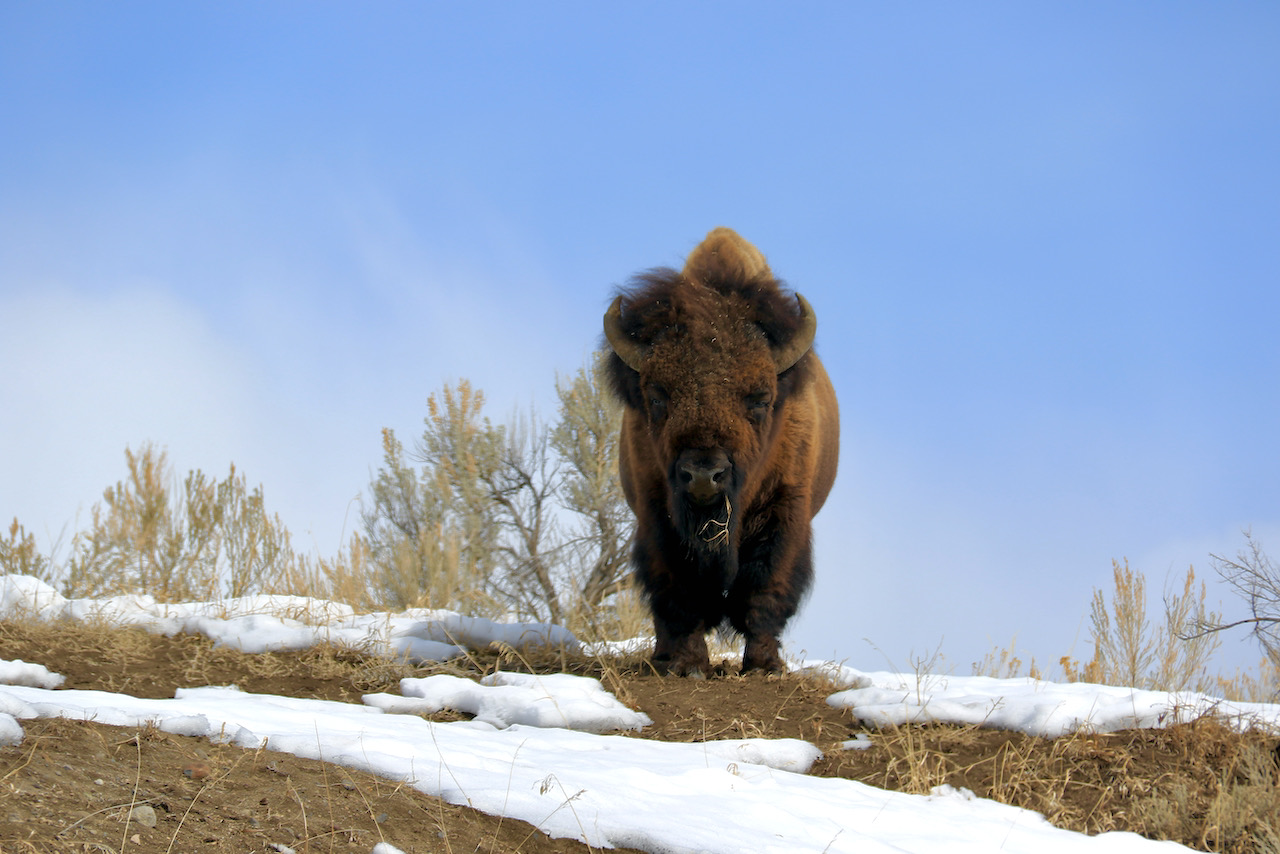 This Week in Yellowstone National Park March 18th through March 24th