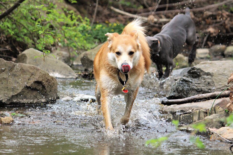 Do Dogs Need Hiking Boots? (Everything You Need to Know)
