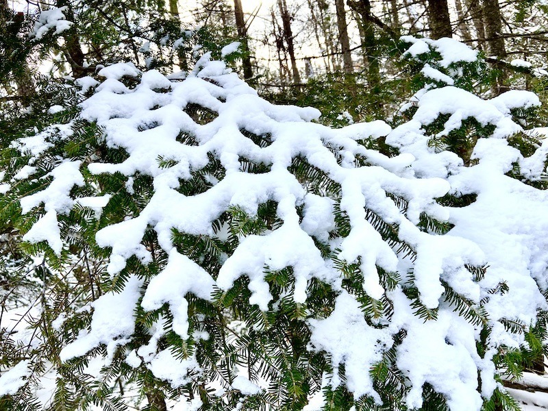 Free Cross Country Skiing near Hanover, New Hampshire