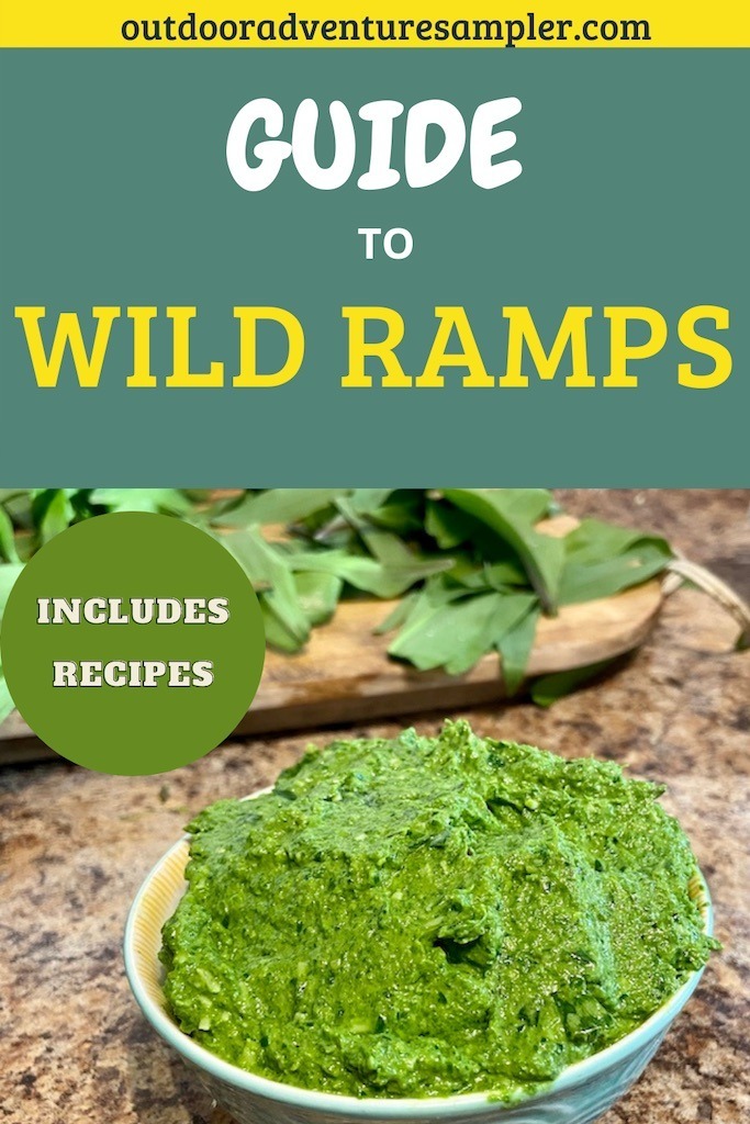 Ultimate Guide to Wild Edibles Wild Ramps Outdoor Adventure Sampler