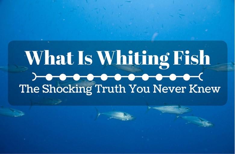 What Is Whiting Fish The Shocking Truth You Never Knew Outdoor Choose