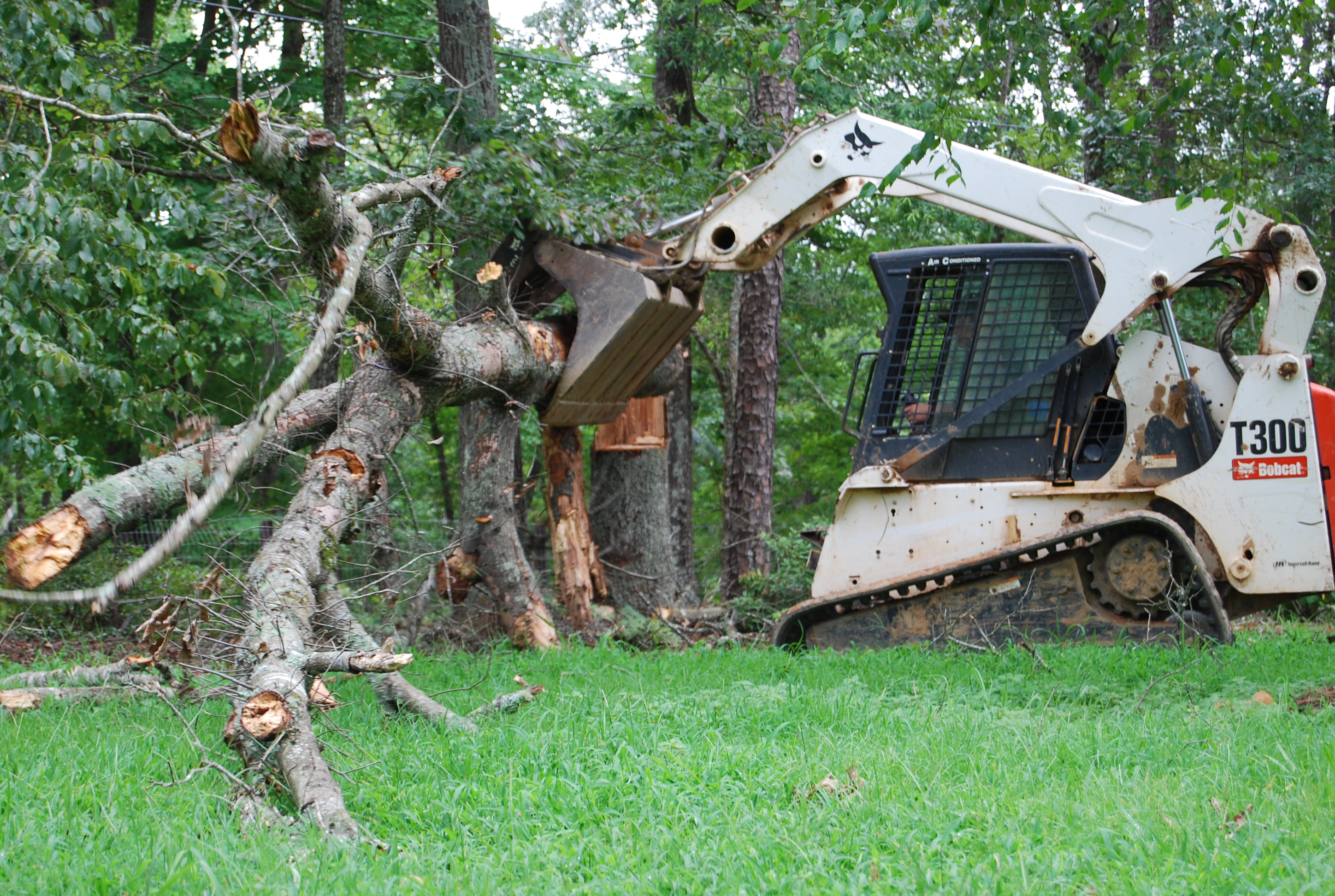 Tree pruning Services Outdoor Contracting Charlotte Landscape