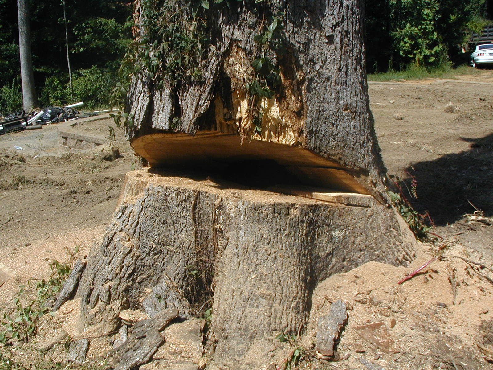 Tree Pruning Show Some Love TreePruning Outdoor Contracting