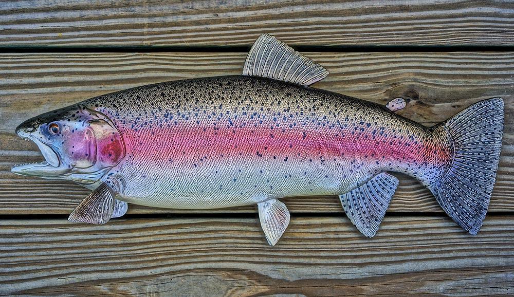 Rainbow Trout Outdoor Encyclopedia