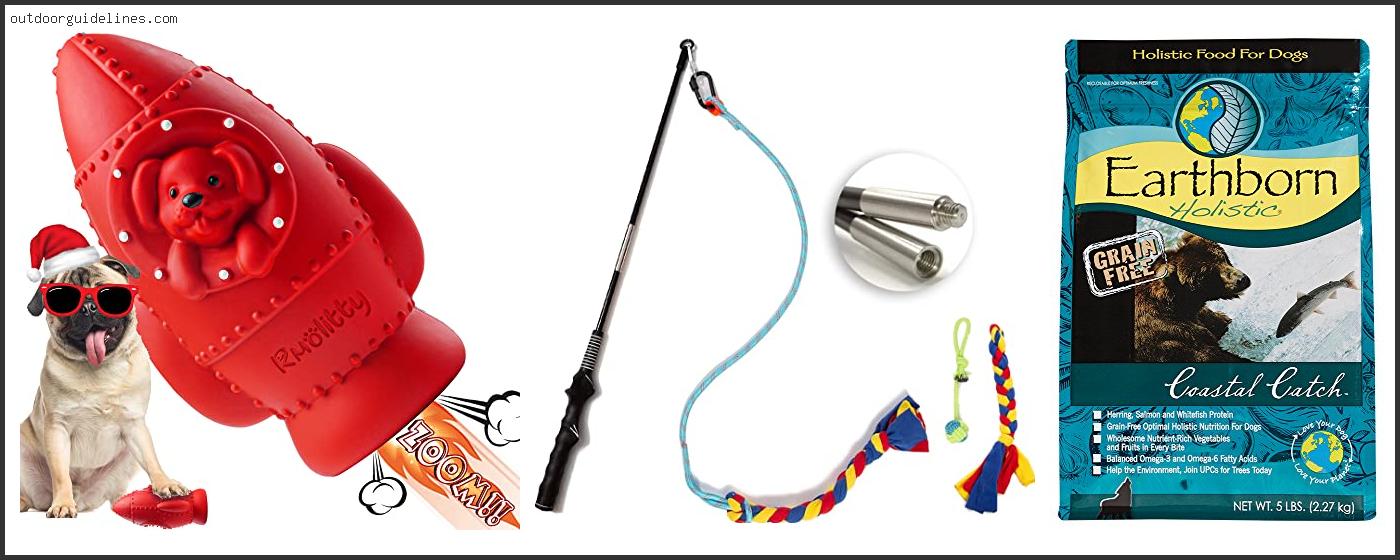 Top 10 Best Catch Dog Breeds [ 2023 ]