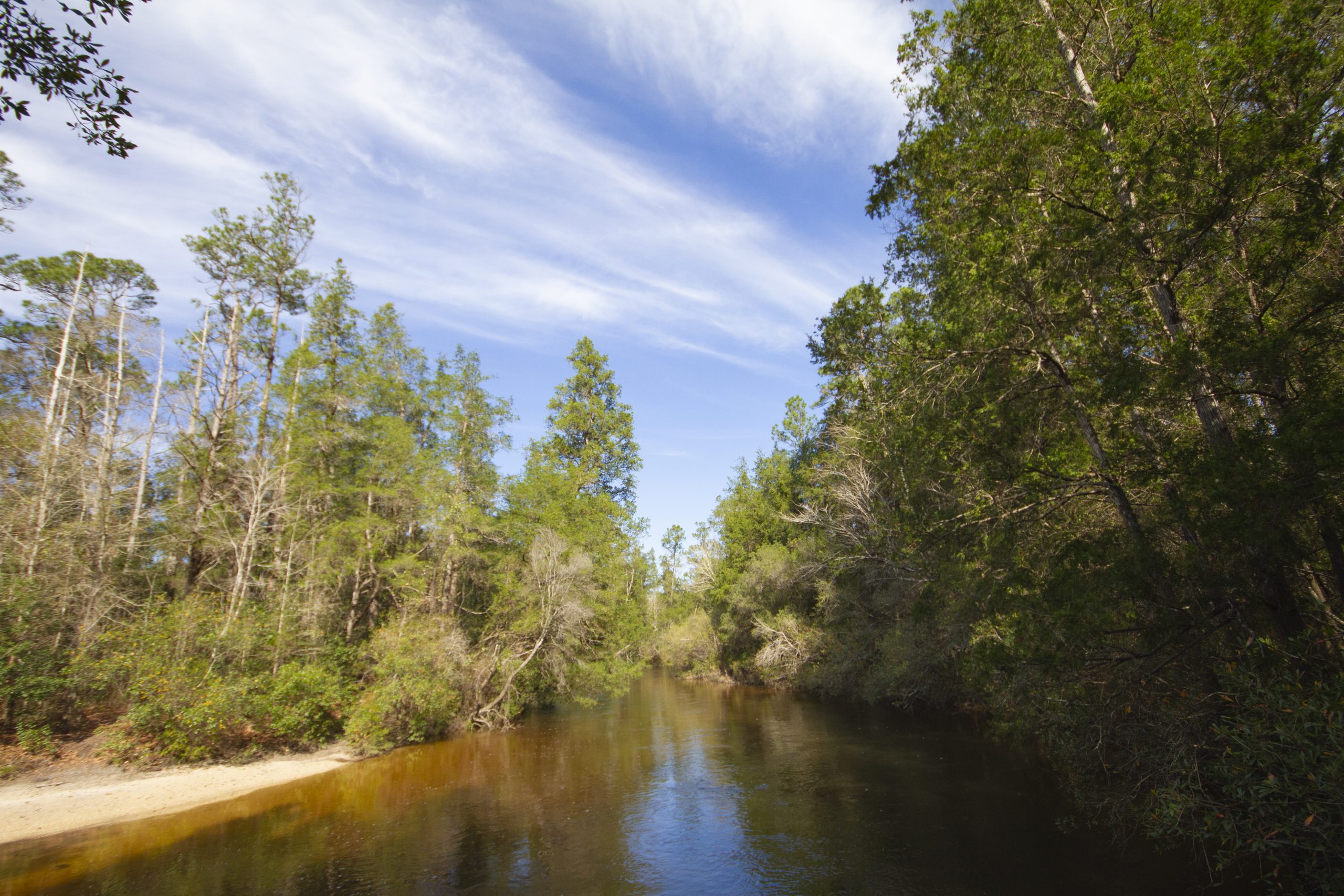 Juniper Creek Hiking Trail, Blackwater River State Forest Outdoor Gulf Coast of Northwest Florida