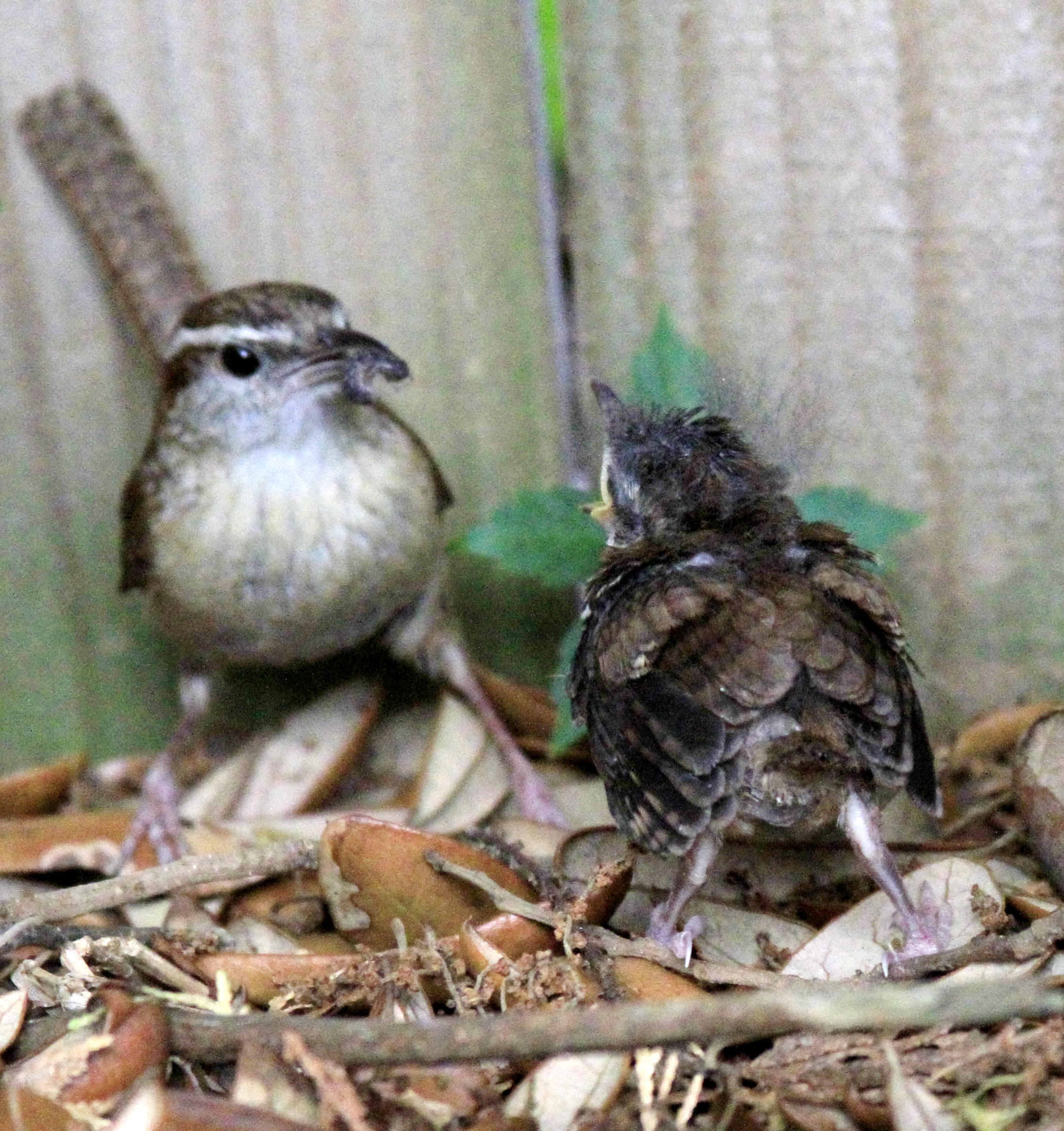 Carolina wrens In and Off the Grill Outdoor Gulf Coast of Northwest