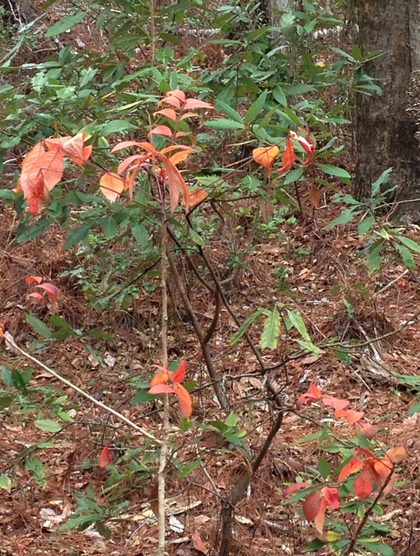 Poison Sumac Tree Outdoor Gulf Coast of Northwest Florida
