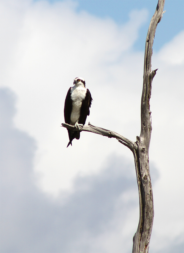 Osprey Nesting In Fort Pickens Outdoor Gulf Coast of Northwest Florida