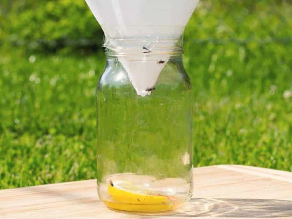 How To Get Rid of Flies Outside 2021? 10 Easy DIY Methods