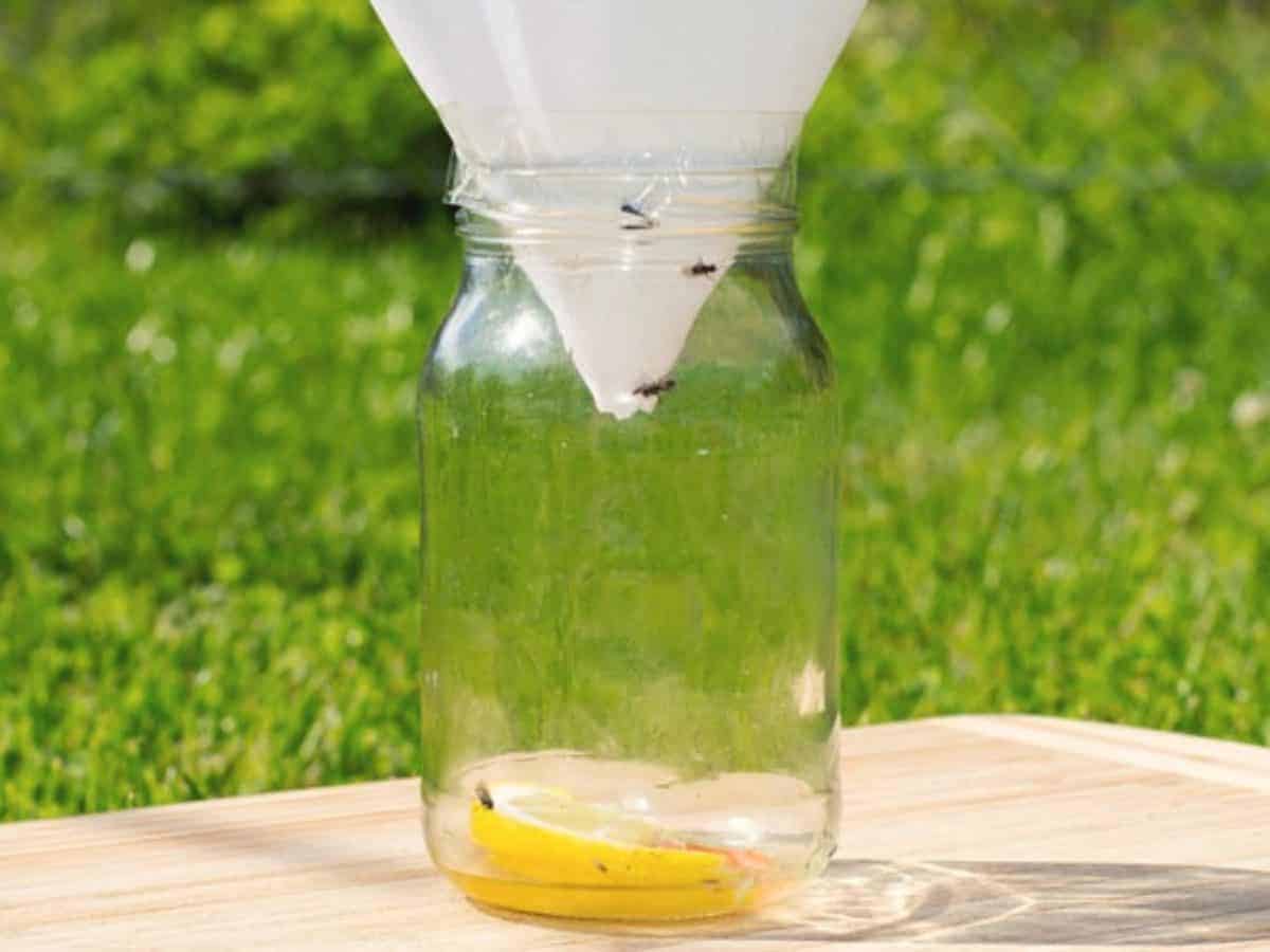 How To Get Rid of Flies Outside 2021? 10 Easy DIY Methods