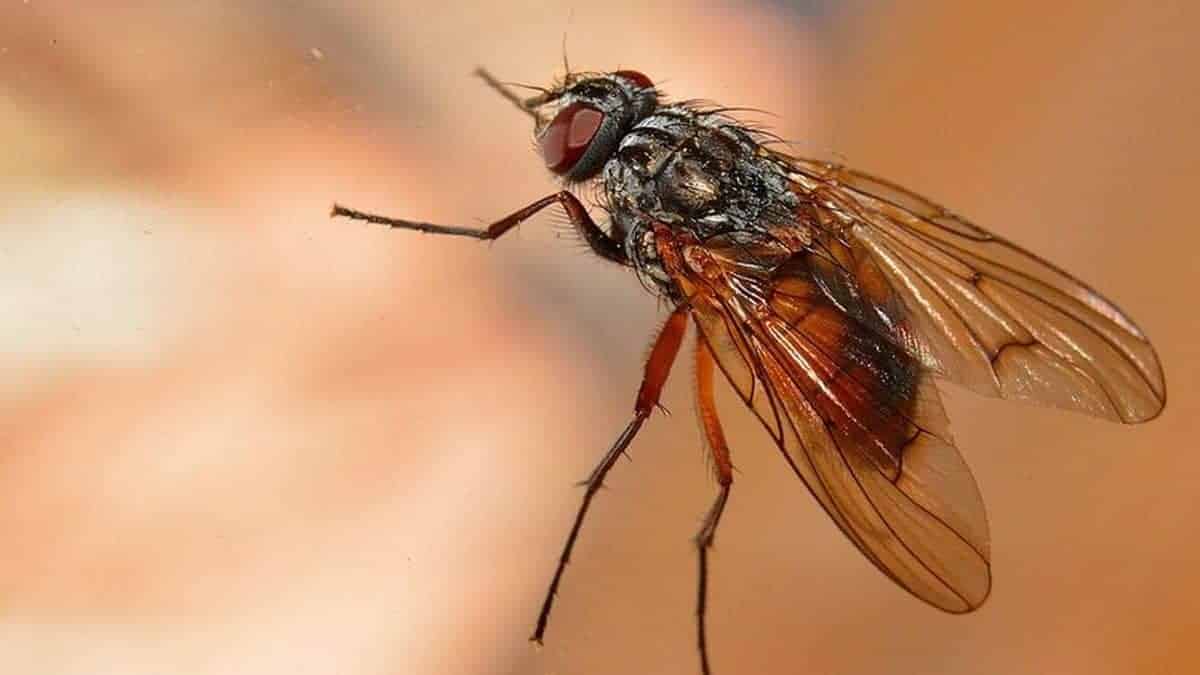 How To Get Rid of Flies Outside 2021? 10 Easy DIY Methods