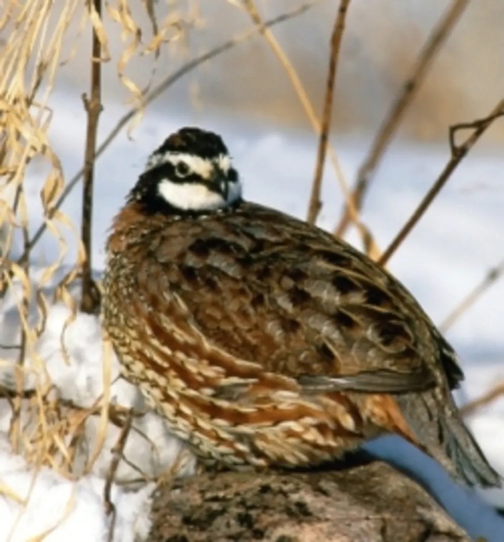 Southwest Indiana Quail Forever Chapter Begins Bobwhite Quail