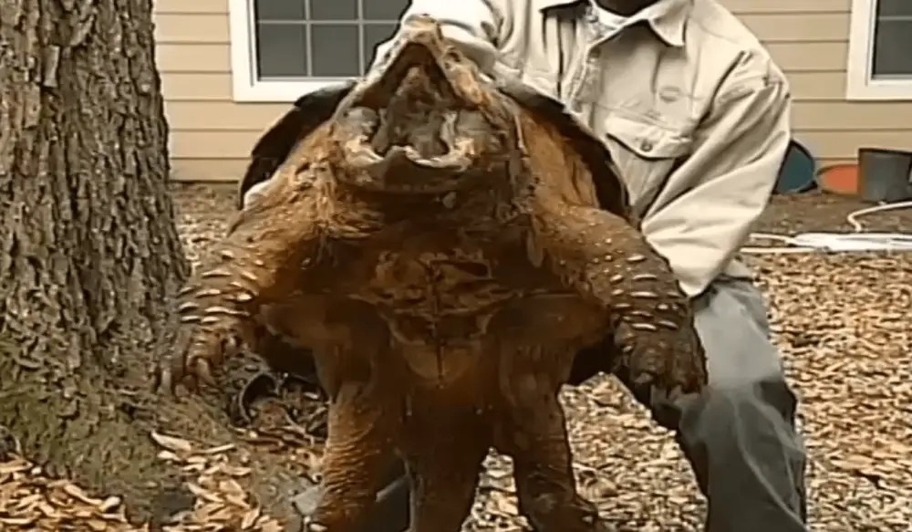 Video Massive Alligator Snapping Turtle Rescued in Louisiana OutdoorHub