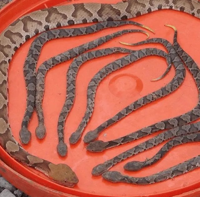 What Do Baby Copperheads Look Like? OutdoorMeta